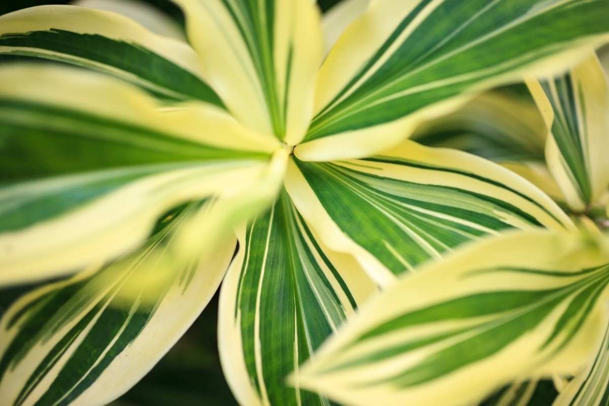 Les plantes idéales pour un jardin de sous-bois